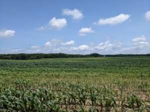 Grape colaspis injury across a corn field