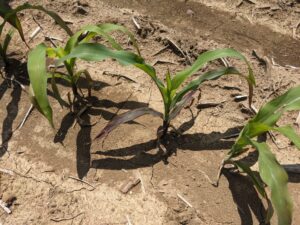 A plant stunted by grape colaspis feeding and showing P-deficiency symptoms due to ineffective root system.