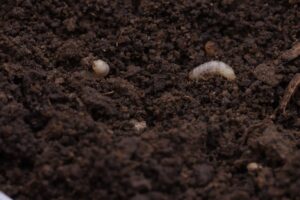 Close-up of grape colaspis larvae; each is a little over 1/8" long.