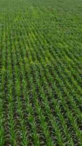 V10 corn