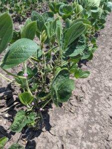 Soybeans at full flower (R2)