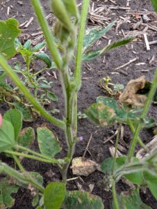 Soybeans producing first flowers