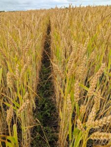 Wheat ripening
