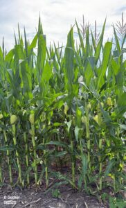 Early planted, early maturity corn has reached R1
