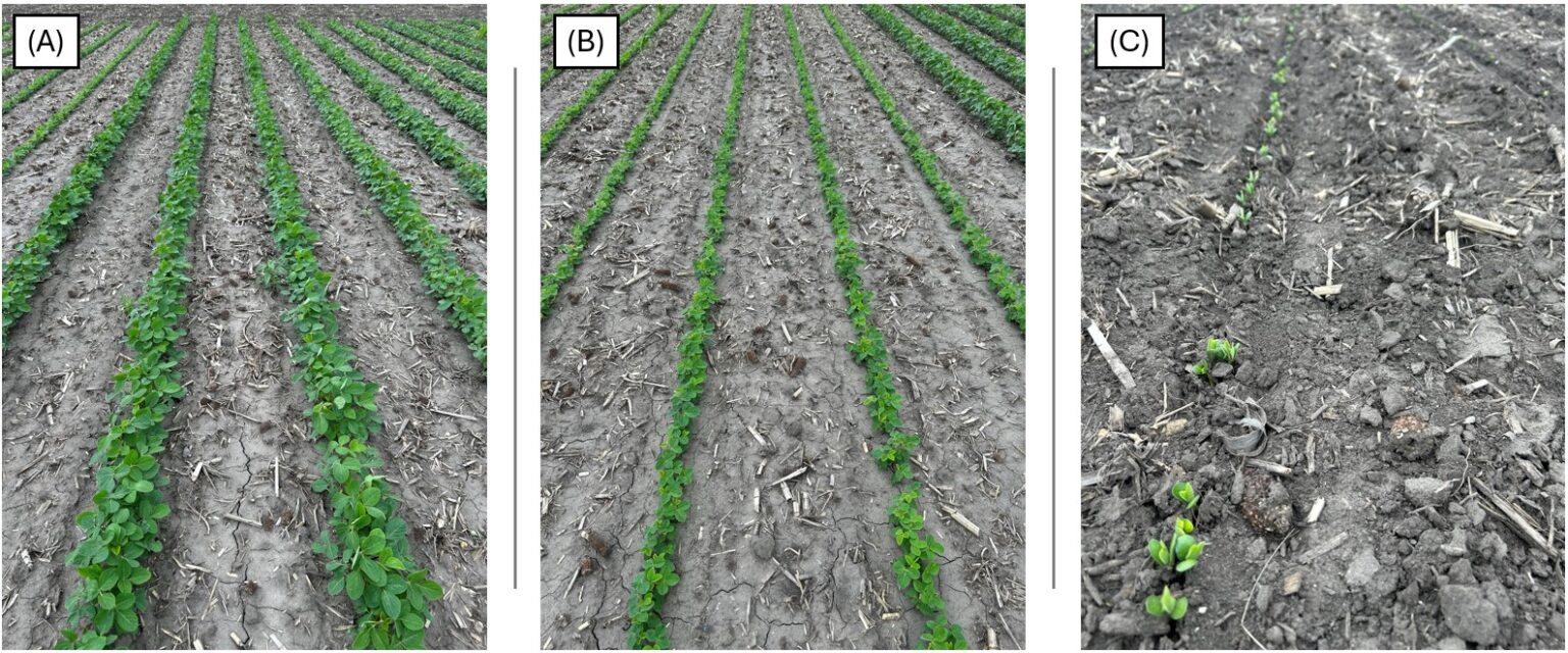 Planting and early-season corn and soybean progress – 2025 update - farmdoc