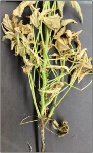 Soybean showing disease symptoms, including general leaf yellowing, dieback, and brown stem lesions beginning at the base of the stem.