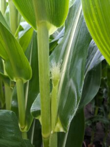 Corn entering silking (R1) growth stage