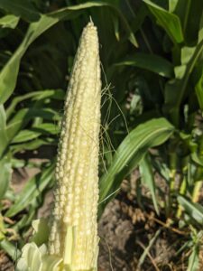 Figure 12: Corn ear in early blister (R2) growth stage