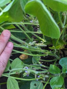 Soybean at beginning pod (R3) growth stage