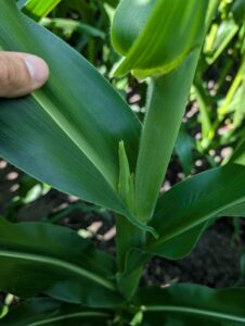 Corn with ear developing