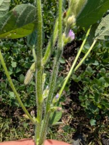 R3 (beginning pod) soybeans