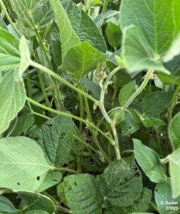 Soybeans at R2/R3 growth stage.
