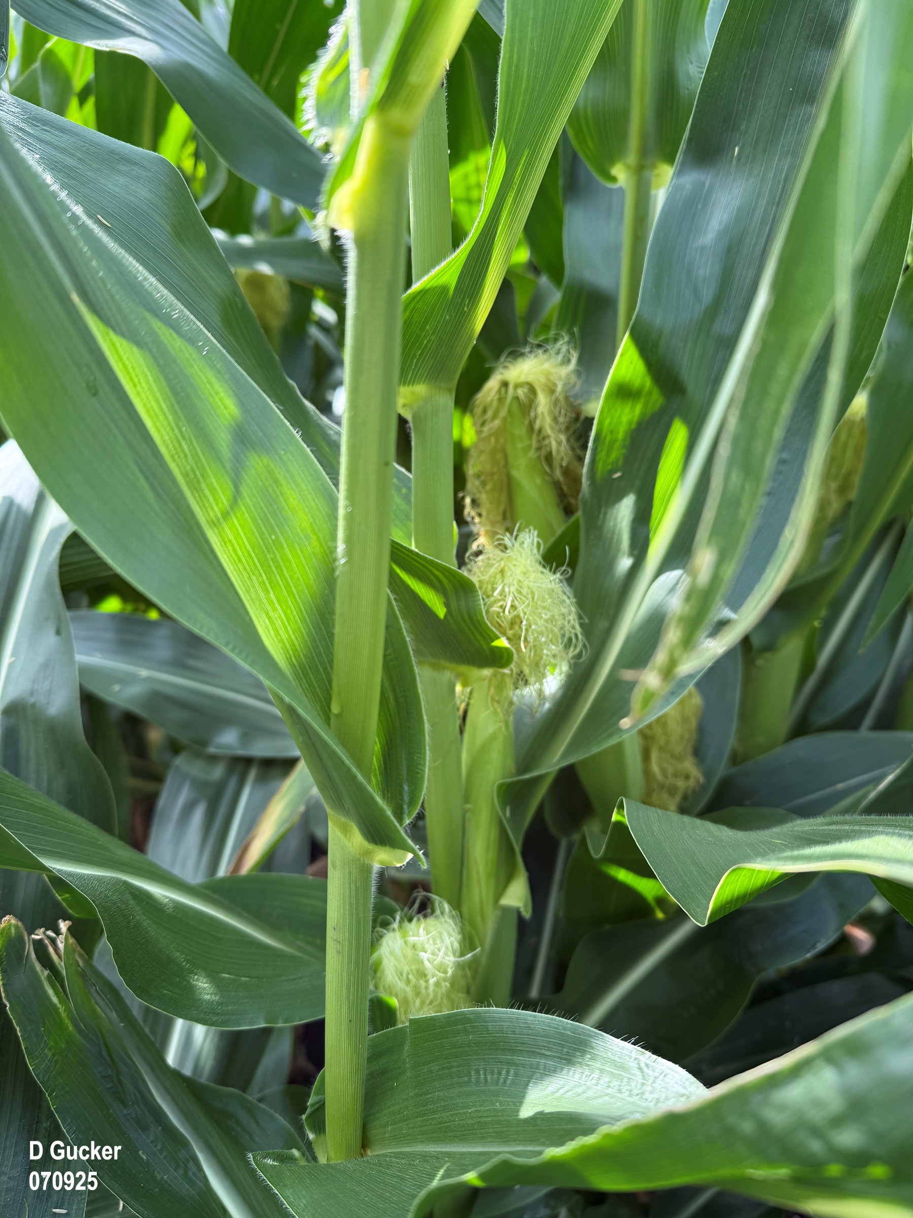 Illinois Crop Update - July 11, 2025 - farmdoc