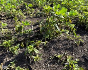 Weeds from the amaranth family in soybean field