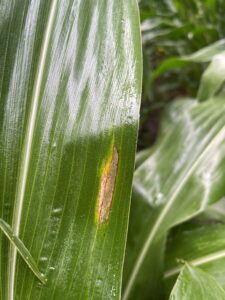 Northern corn leaf blight