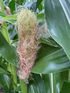 R1 (silk) stage corn