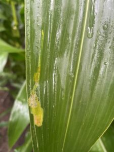 Corn leaf miner feeding, R1 corn