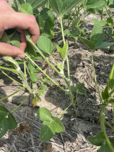 Soybean plant at R2 with only six trifoliate leaves.