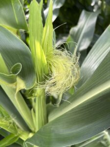 Silks on a corn plant in the R1 stage