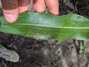 Possible gray leaf spot on corn leaf
