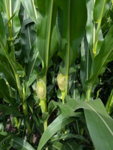 R1 Corn silking