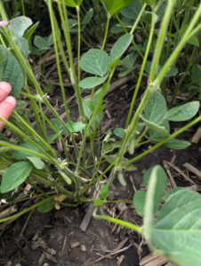 R3 soybeans