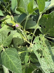 Soybeans in R3 stage with plants still blooming even in the very dry areas.