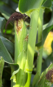 More advanced corn fields are in the R3, Milk stage.