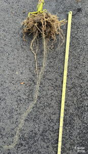 Corn root system