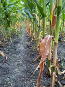 Lower corn leaf dieback, moisture stress