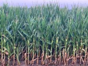 Moisture stressed R1 corn
