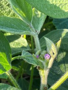 Flowering soybean