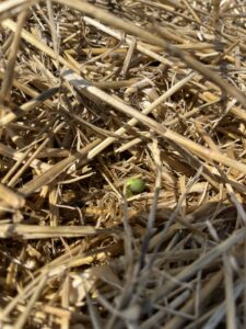 Late emerging double crop soybean at VC popping through straw after recent rains.