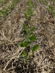 Double crop soybeans at V2.