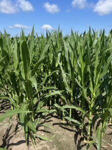 Corn field, about 6 feet tall, no tassels emerged.
