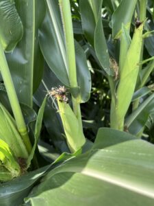 Japanese beetles feeding on the corn silks at the University Research Plot in Hartsburg.