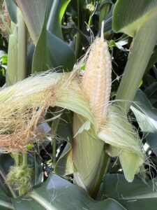An ear of corn in the R2 "blister" stage at the University Research Plot in Hartsburg.