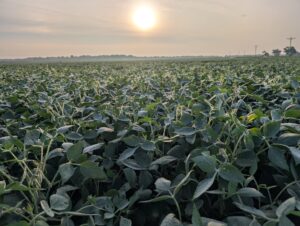 Soybean field at R5 (beginning seed)