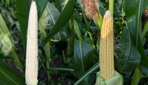 Corn ears at R2 (blister) [left] and R3 (milk) [right] growth stages