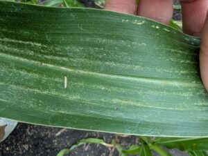 Corn Tar Spot
