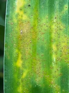 Southern Rust on Corn Leaf