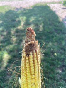 Corn earworm feeding on dent corn, R3 (milk) growth stage