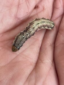 Corn earworm