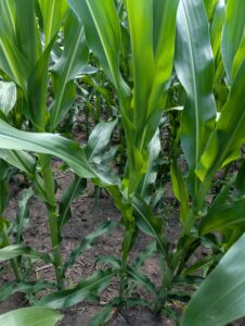 Corn at V10