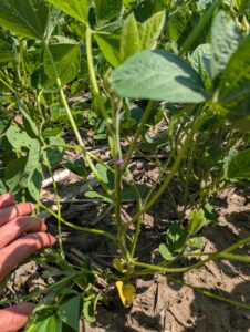 Soybeans at full flower