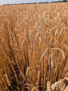 Wheat at 11.4 full maturity