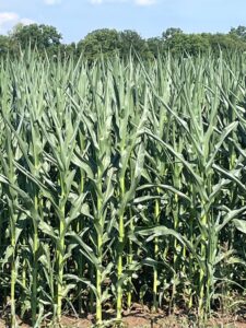 Wrapped corn