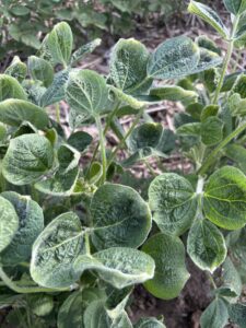 Cupping and crinkling of soybean leaves