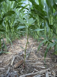 Waterhemp in corn