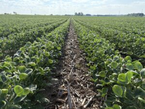 No-till soybeans